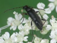 Grammoptera ruficornis