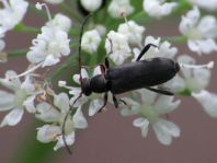 Grammoptera ruficornis