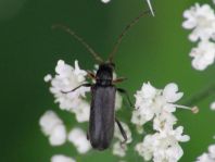 Grammoptera ruficornis