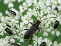 Grammoptera ruficornis