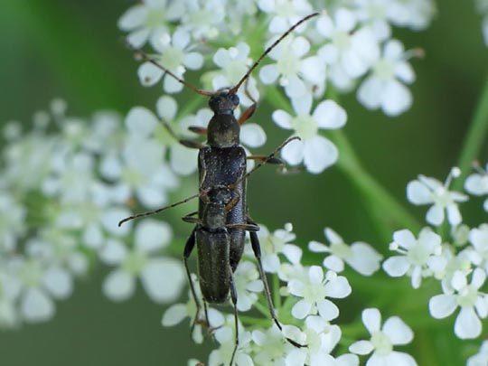 Grammoptera ruficornis