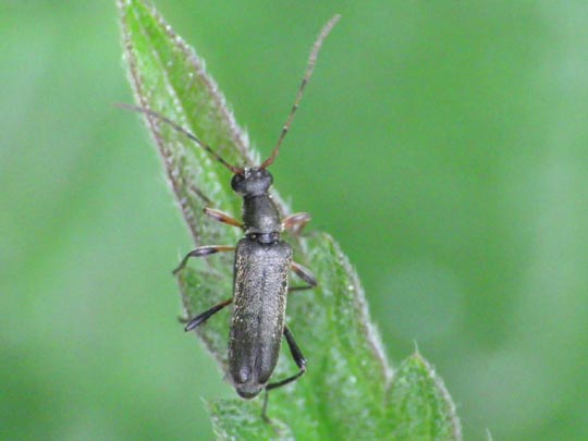 Grammoptera ruficornis