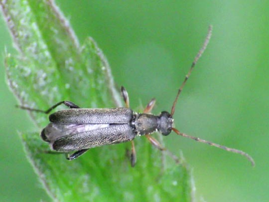 Grammoptera ruficornis