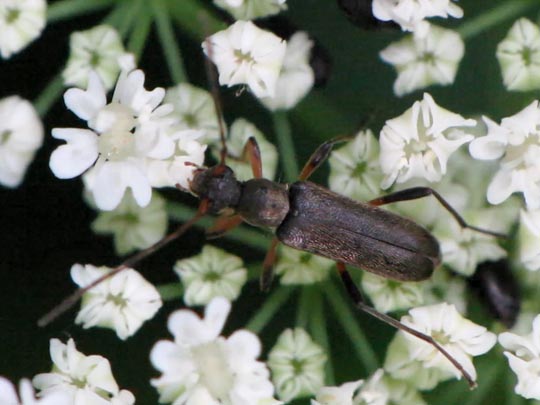 Grammoptera ruficornis