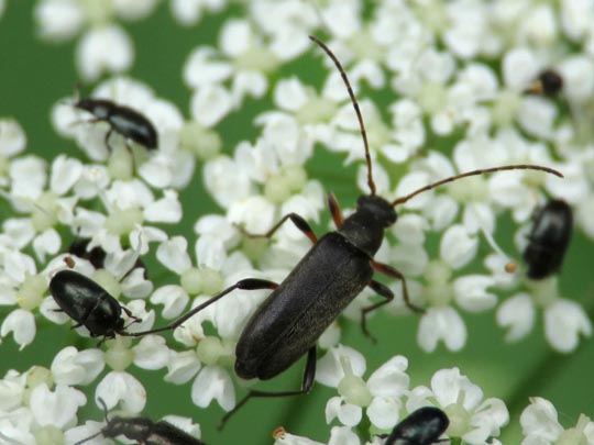 Grammoptera ruficornis