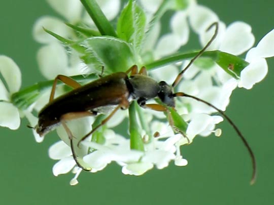 Grammoptera ustulata
