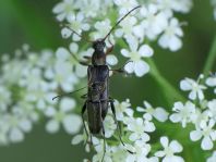 Grammoptera ruficornis