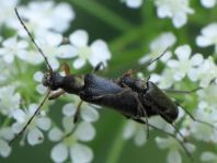 Grammoptera ruficornis