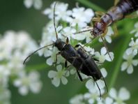 Grammoptera ruficornis