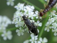 Grammoptera ruficornis