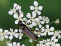 Grammoptera ruficornis
