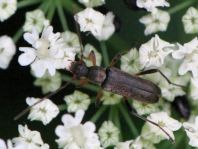 Grammoptera ruficornis