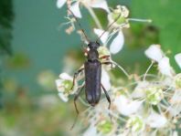 Grammoptera ruficornis