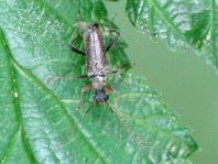 Grammoptera ruficornis