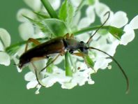 Grammoptera ustulata