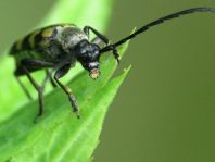 Leptura quadrifasciata, Vierbindiger Schmalbock