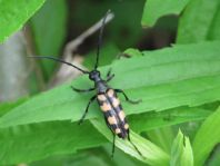 Leptura quadrifasciata, Vierbindiger Schmalbock