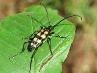 Leptura quadrifasciata, Vierbindiger Schmalbock