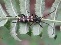Leptura quadrifasciata, Vierbindiger Schmalbock