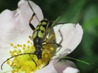 Leptura maculata