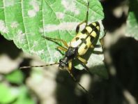 Leptura maculata