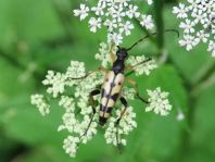 Leptura maculata