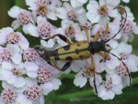 Leptura maculata