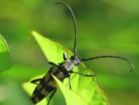 Leptura quadrifasciata, Vierbindiger Schmalbock