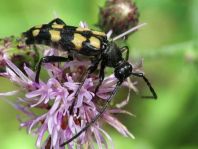 Leptura quadrifasciata, Vierbindiger Schmalbock