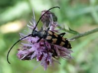 Leptura quadrifasciata, Vierbindiger Schmalbock