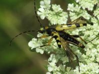 Leptura maculata