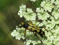 Leptura maculata