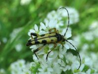 Leptura maculata