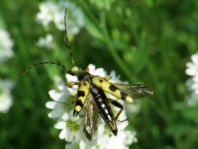 Leptura maculata
