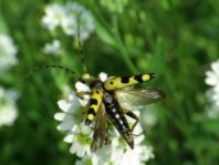 Leptura maculata