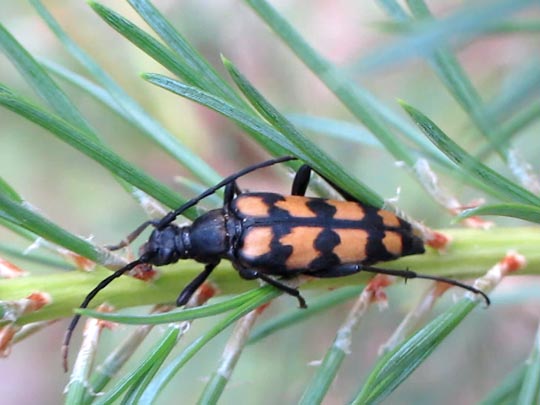 Leptura quadrifasciata, Vierbindiger Schmalbock