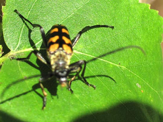 Leptura quadrifasciata, Vierbindiger Schmalbock