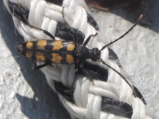 Leptura quadrifasciata, Vierbindiger Schmalbock