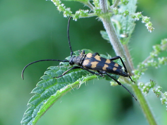 Leptura quadrifasciata, Vierbindiger Schmalbock