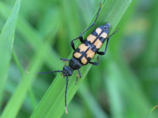 Leptura quadrifasciata, Vierbindiger Schmalbock