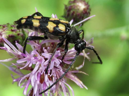 Leptura quadrifasciata, Vierbindiger Schmalbock
