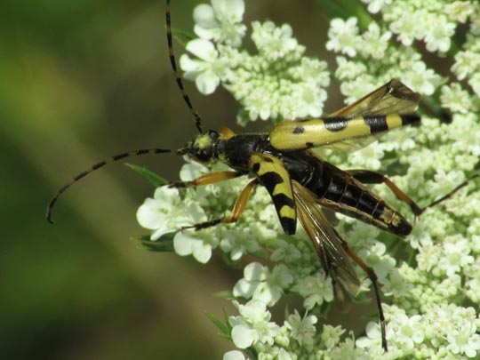Leptura maculata
