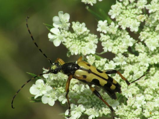 Leptura maculata