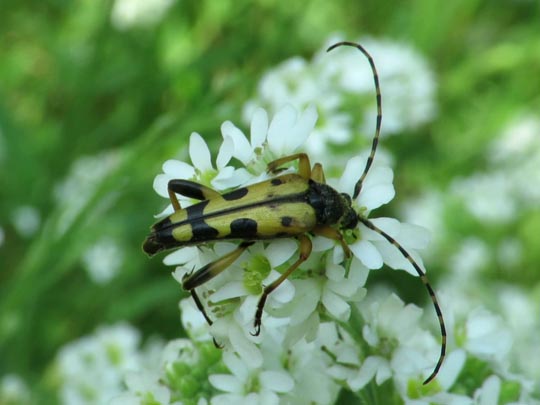 Leptura maculata