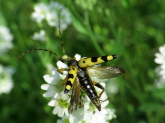 Leptura maculata