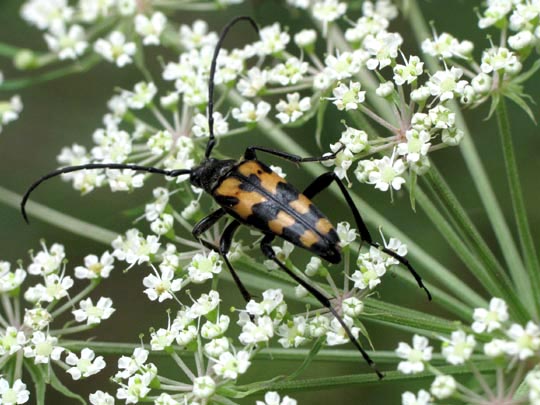 Leptura quadrifasciata, Vierbindiger Schmalbock