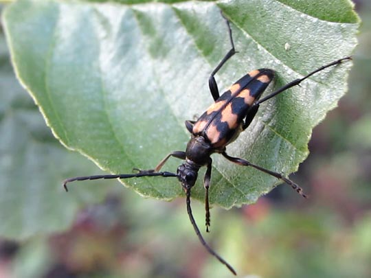 Leptura quadrifasciata, Vierbindiger Schmalbock
