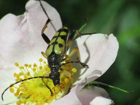 Leptura maculata
