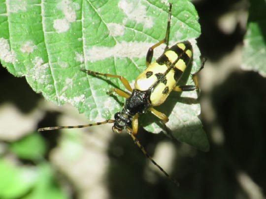 Leptura maculata