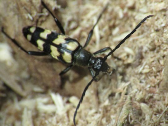 Leptura quadrifasciata, Vierbindiger Schmalbock
